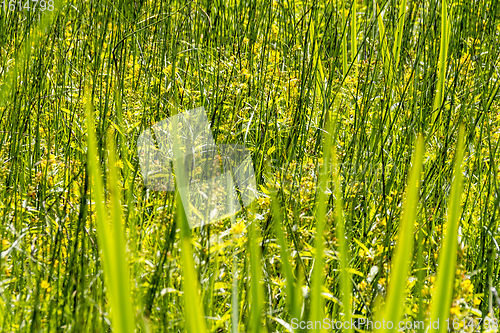 Image of wetland vegetation detail