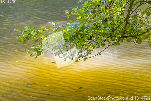 Image of sunny riparian detail