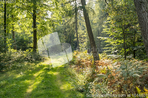 Image of idyllic forest scenery