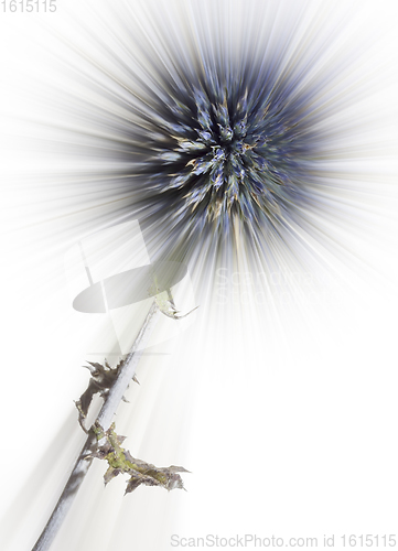 Image of modified blue thistle flower