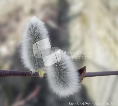 Image of pussy willow detail