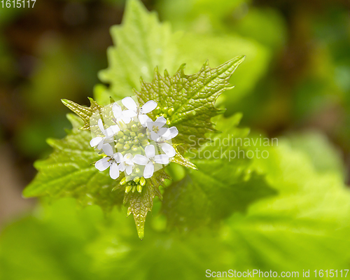 Image of forest flower closeup