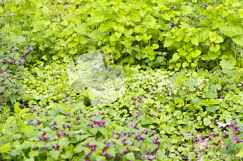 Image of ground cover vegetation