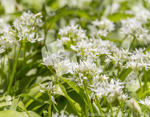 Image of wild garlic blossoms closeup