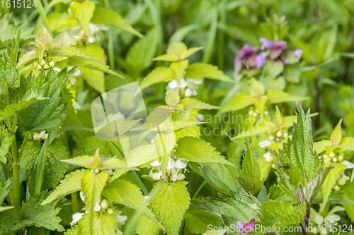 Image of dead-nettles closeup