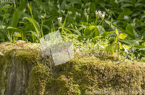 Image of vegetation on tree trunk