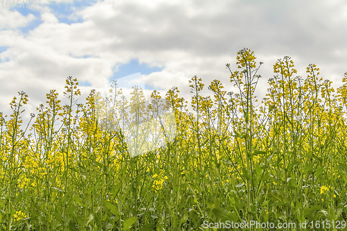 Image of field of rapeseed closeup