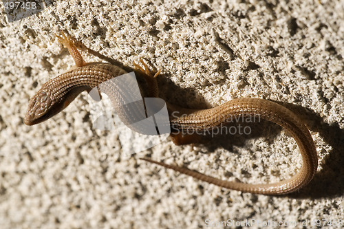 Image of Skink Lizard