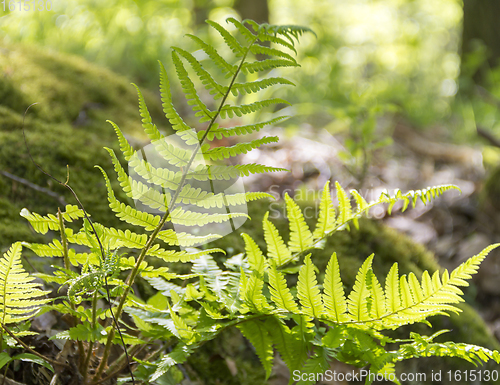 Image of sunny fern leaves