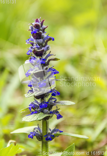 Image of forest flower closeup