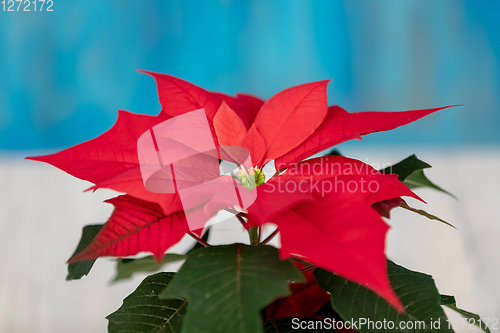 Image of red Poinsettia christmas flower