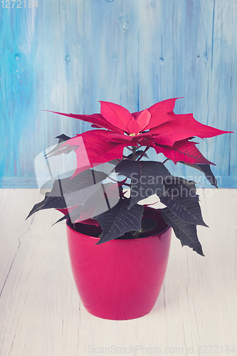 Image of red Poinsettia christmas flower