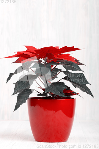 Image of red Poinsettia christmas flower