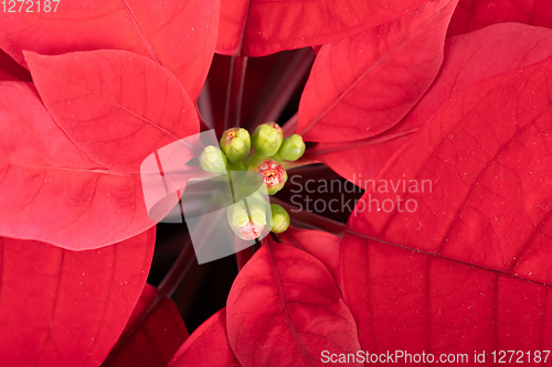 Image of red Poinsettia christmas flower