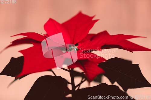 Image of red Poinsettia christmas flower