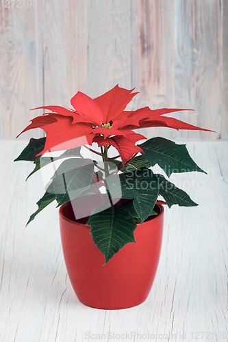 Image of red Poinsettia christmas flower