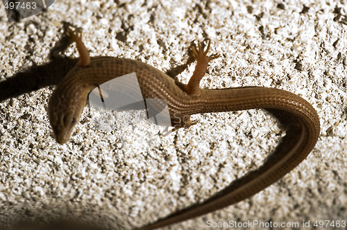 Image of Skink Lizard