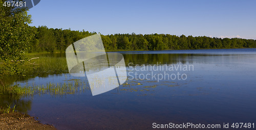 Image of Forested Shoreline