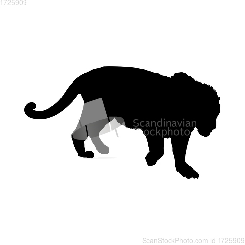 Image of Tiger Silhouette