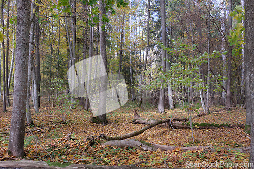 Image of Autumnal deciduous tree stand with hornbeams and maple