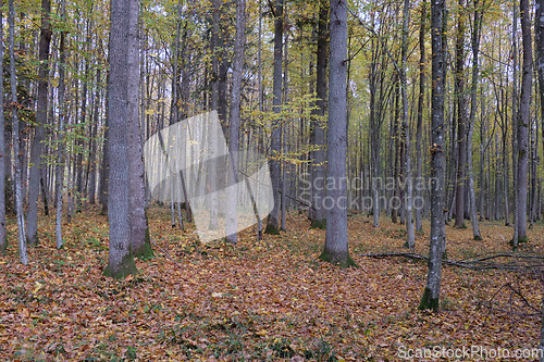 Image of Autumnal deciduous tree stand with hornbeams and oaks