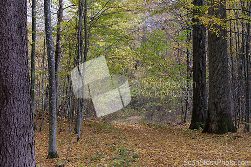 Image of Autumnal midday in deciduous forest stand