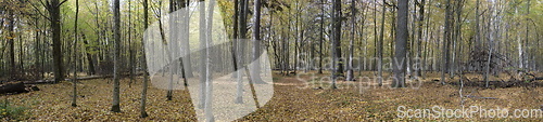 Image of Natural deciduous autumnal forest panorama