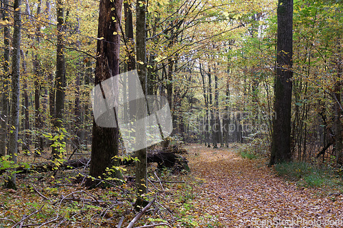 Image of Autumnal midday in deciduous forest stand with old oak trees