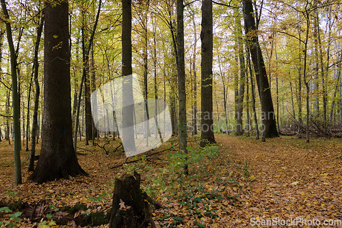 Image of Autumnal midday in deciduous forest stand with old oak trees