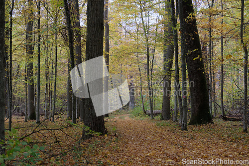 Image of Autumnal midday in deciduous forest stand with old oak trees