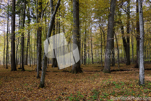 Image of Autumnal midday in deciduous forest