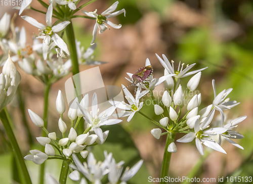 Image of shield bug on ramsons blossom