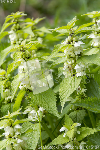 Image of dead-nettles closeup