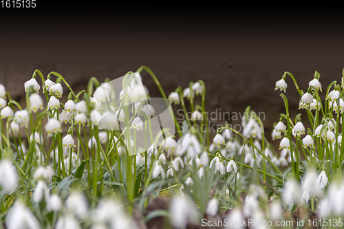 Image of lots of snowdrop plants