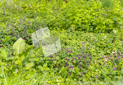 Image of ground cover vegetation