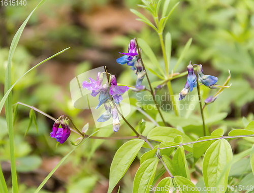 Image of colorful forest flower closeup