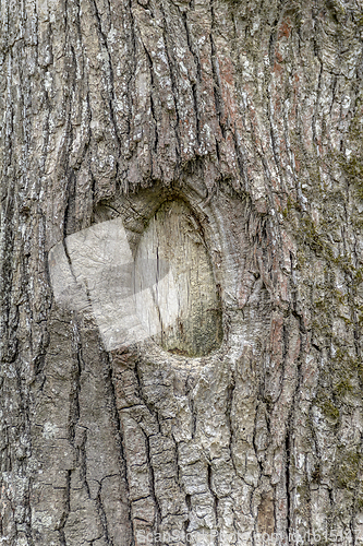 Image of natural bark detail