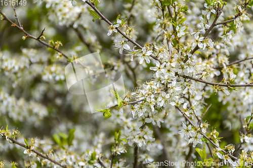 Image of white flowering bush closeup