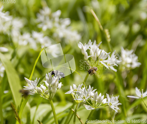 Image of flying bees around ramsons blossoms