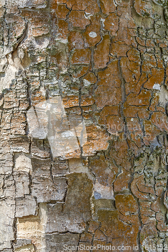 Image of natural bark detail