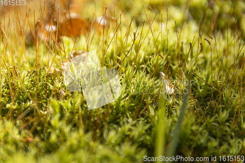 Image of moss closeup