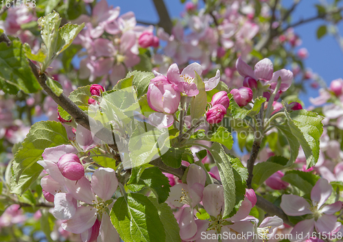 Image of apple blossoms closeup