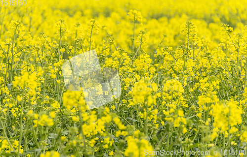 Image of field of rapeseed closeup
