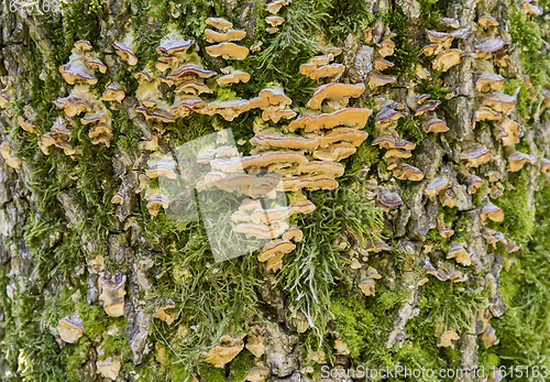 Image of mushrooms on tree trunk