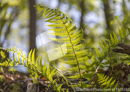 Image of sunny fern leaves