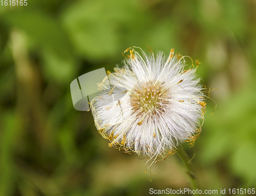 Image of forest flower closeup