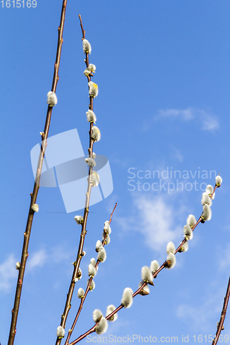 Image of catkins on twigs