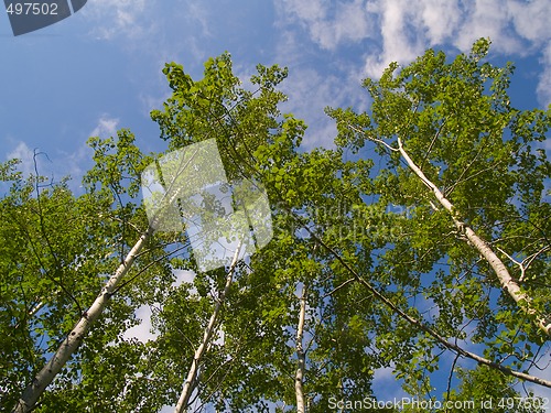 Image of Green Birch Reaching Into Blue Sky