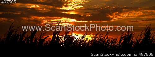 Image of Harvest Sunset