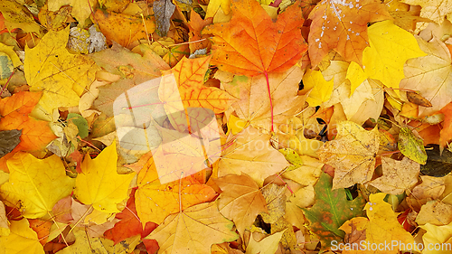 Image of Bright autumn background from fallen leaves of maple